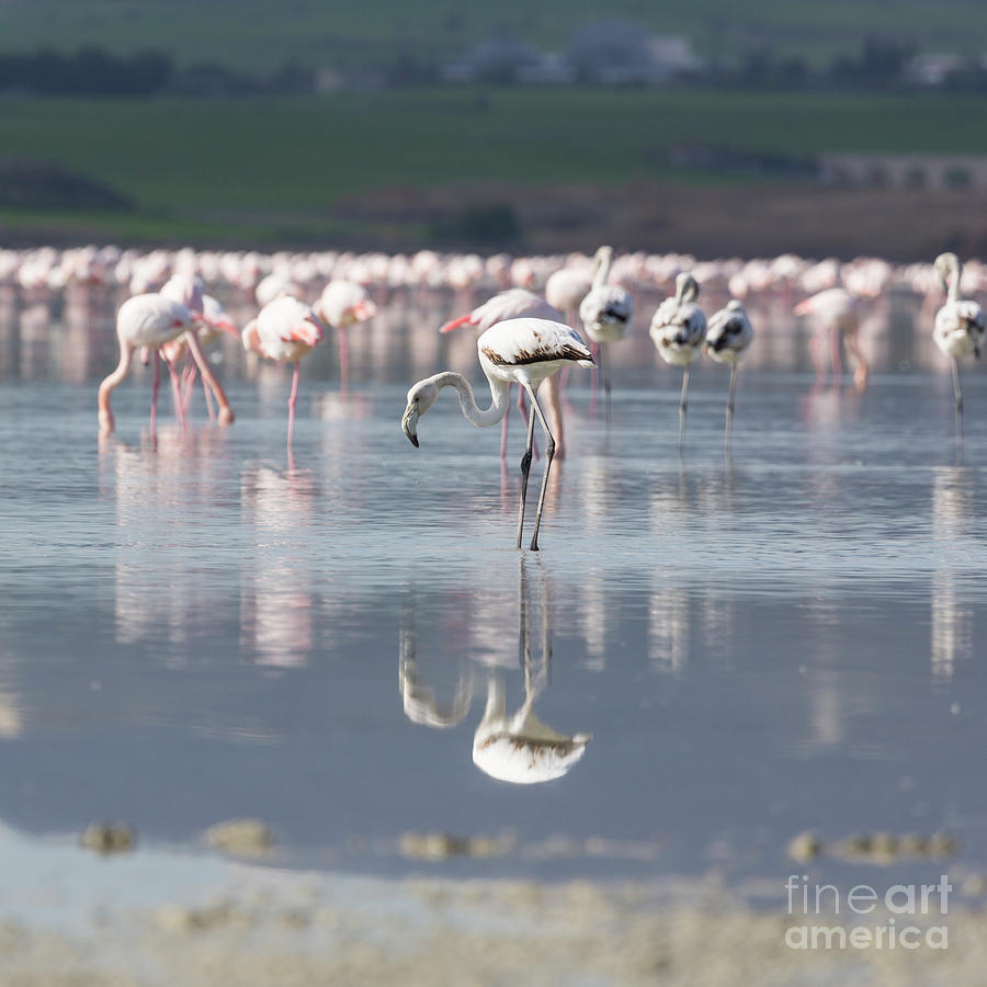 Pink And Grey Flamingos At The Salt Lake Of Larnaca, Cyprus Photograph