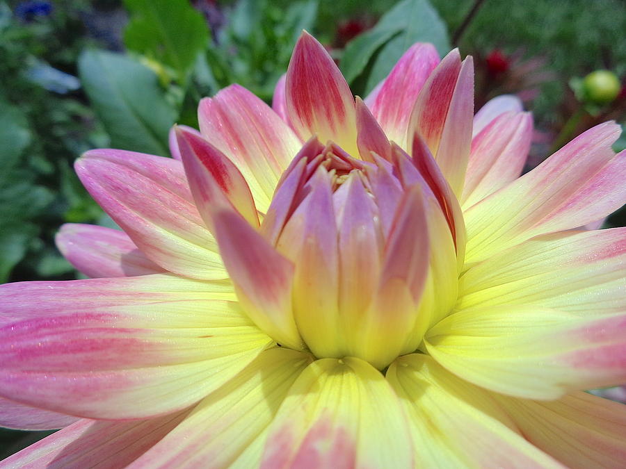 Nature Photograph - Pink And Yellow Dahlia #3 by Wendy Yee