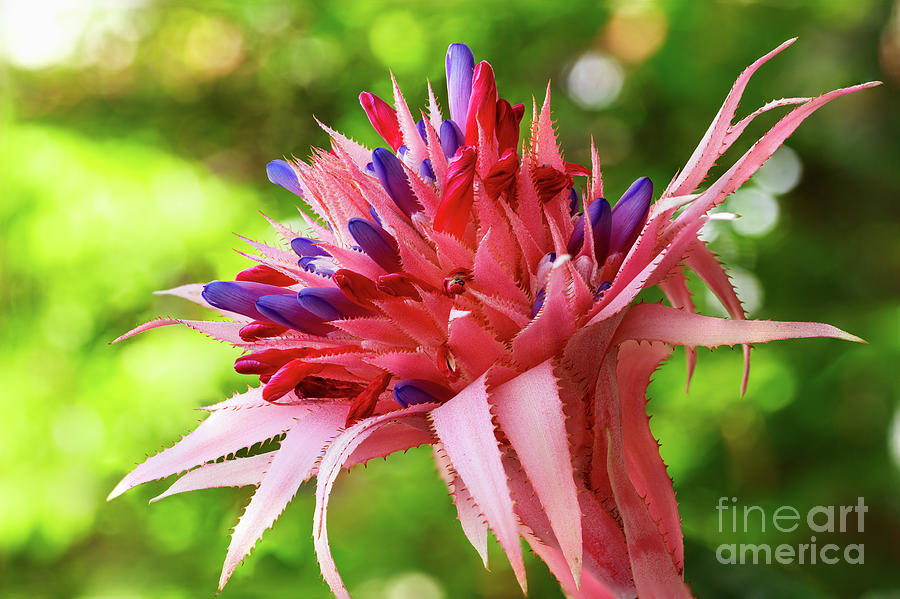 Pink Bromeliad Flower #4 Photograph by Raul Rodriguez