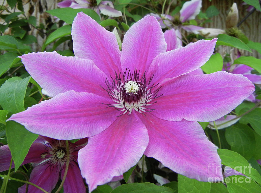 Pink clematis #3 Photograph by Jim And Emily Bush