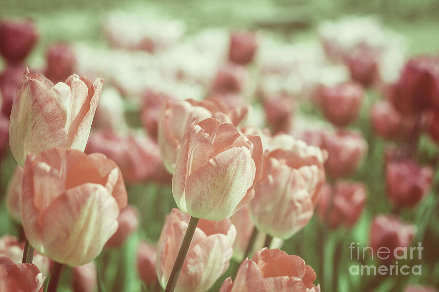 Soft pink colored tulips Photograph by Patricia Hofmeester