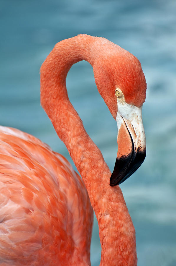 Flamingo Photograph - Pink Flamingo. #3 by Fernando Barozza