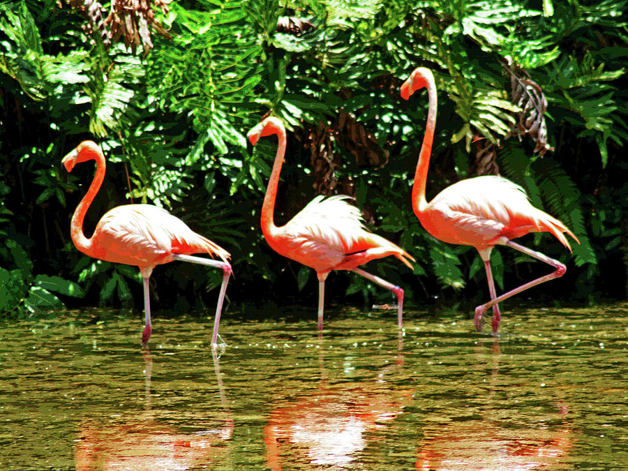 3 Pink Flamingos Photograph by Larry Oskin