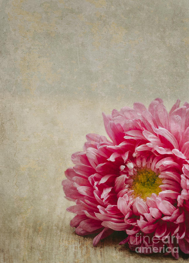 Pink Flower on wooden table Photograph by Jelena Jovanovic