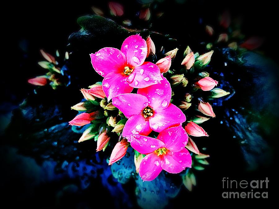 3 Pink Flowers Photograph