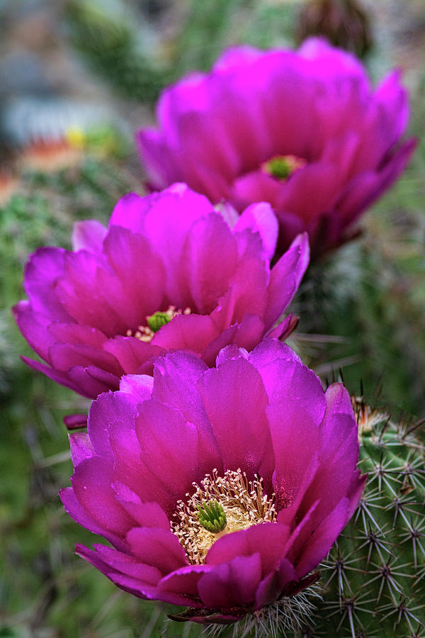 Pink Hedgehog Cactus  #4 Photograph by Saija Lehtonen