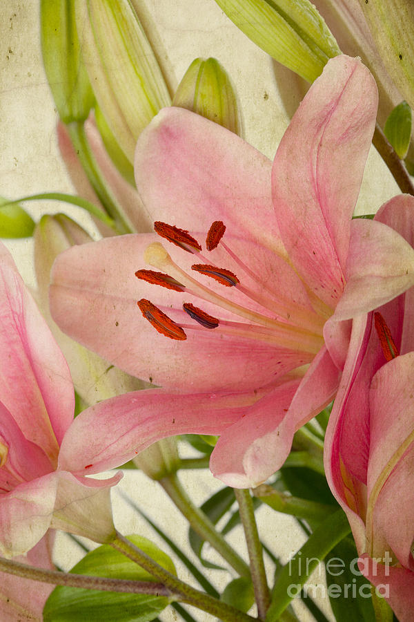 Lily Photograph - Pink Lilies #3 by Nailia Schwarz