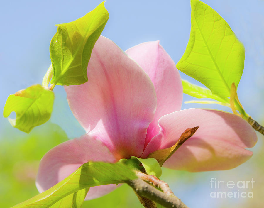 Pink magnolia #3 Photograph by Irina Afonskaya