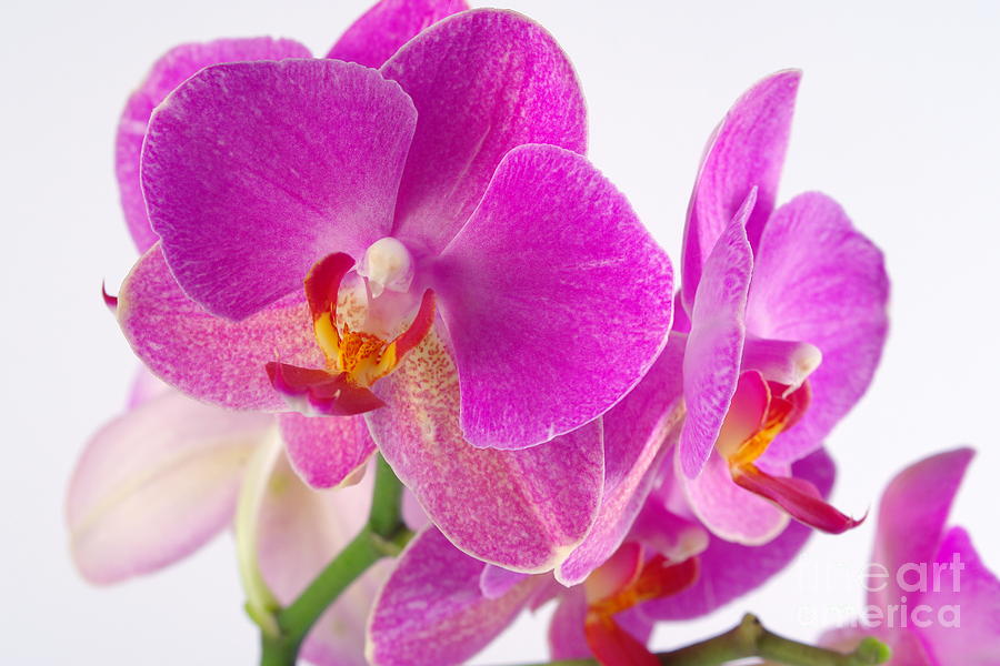 Pink Orchid #1 Photograph by Dariusz Gudowicz