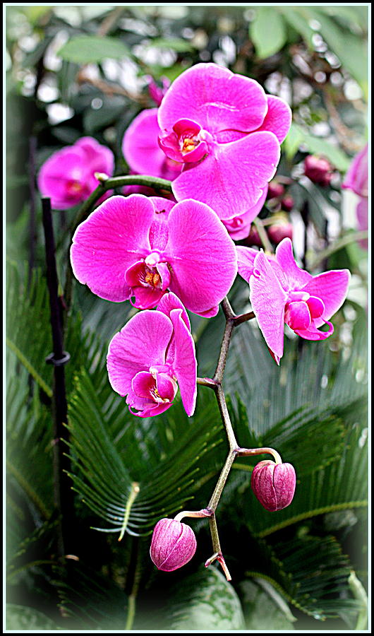 Pink Orchids #5 Photograph by Mindy Newman