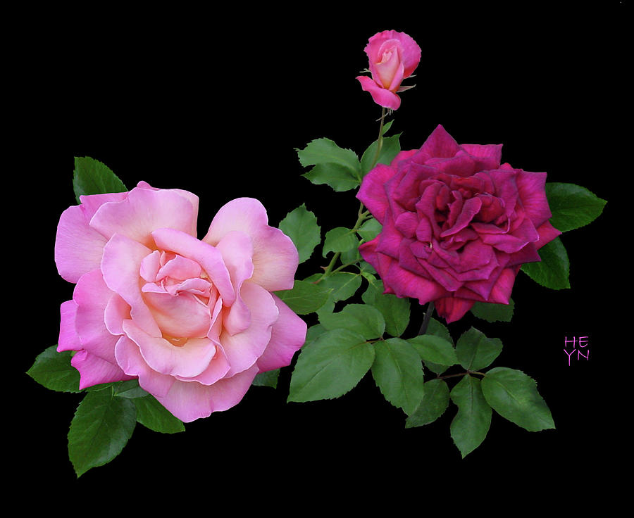 3 Pink Roses Cutout Photograph by Shirley Heyn