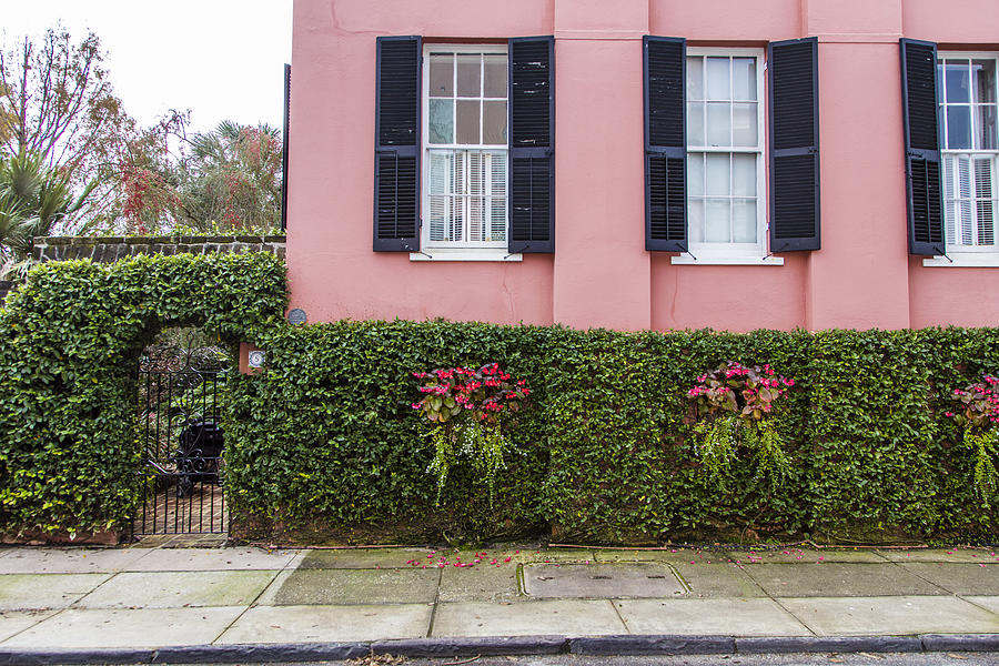 3 pink windows and ivy in Charleston  Photograph by John McGraw