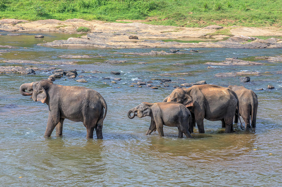 Elephant Photograph - Pinnawala - Sri Lanka #3 by Joana Kruse
