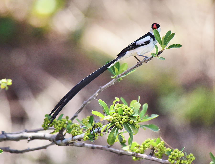 3 PinTailed Whydah Photograph by Linda Brody