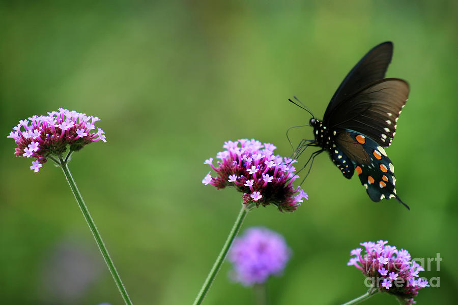 Pipevine Swallowtail Butterfly #6 Photograph by Karen Adams