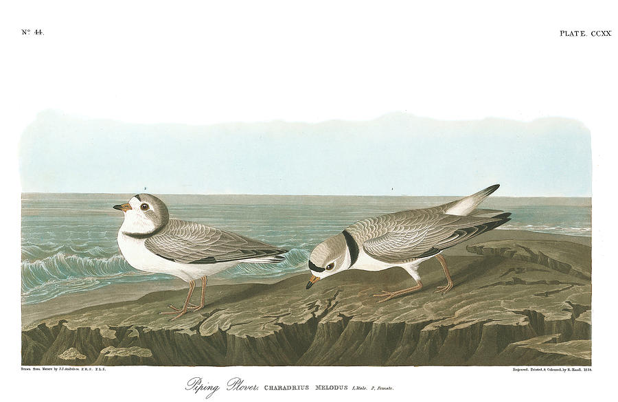 John James Audubon Painting - Piping Plover #3 by John James Audubon