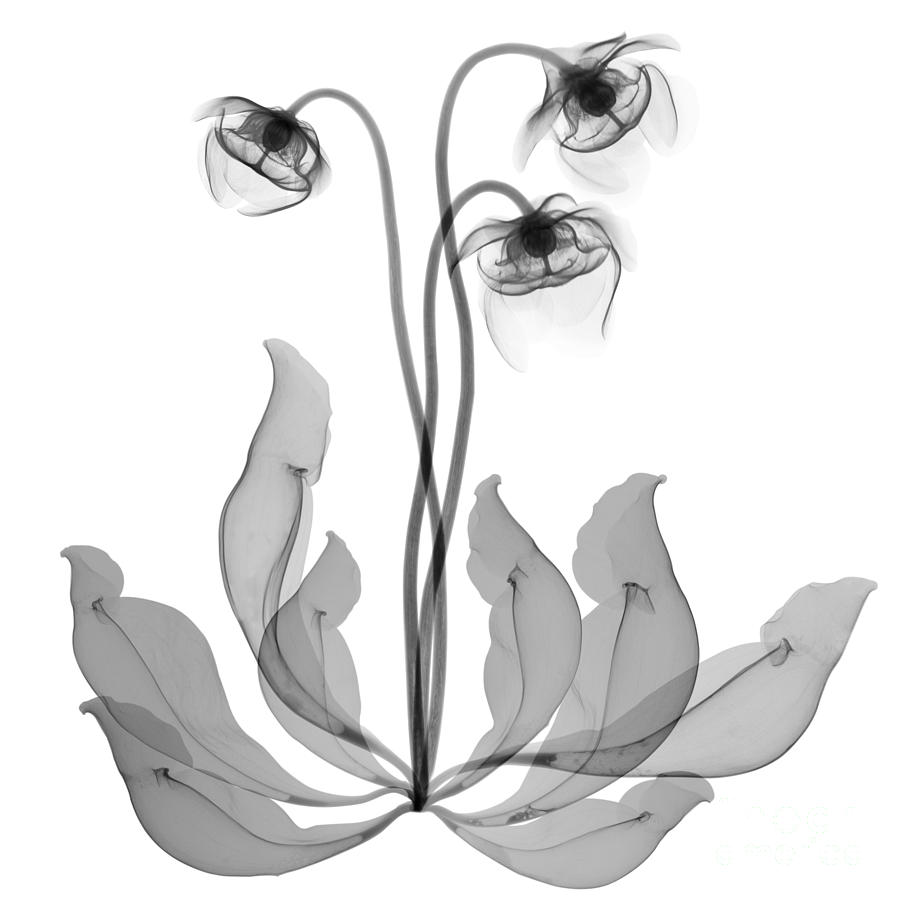 Pitcher Plant Flowers, X-ray #3 Photograph by Ted Kinsman
