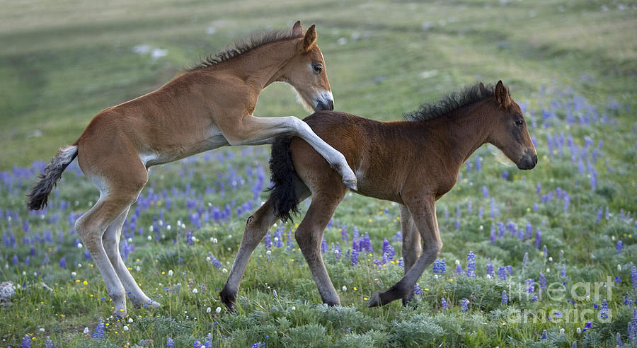 Playful Mustang Foals #3 Photograph by Jean-Louis Klein & Marie-Luce Hubert