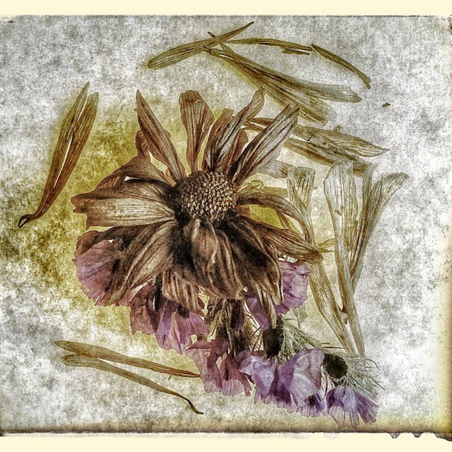 Nature Photograph - Playing With Flowers And Textures! #3 by Visions Photography by LisaMarie