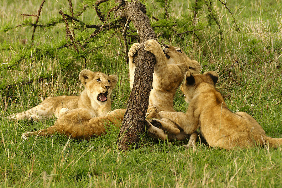 Lion Photograph - Playtime #3 by Michele Burgess