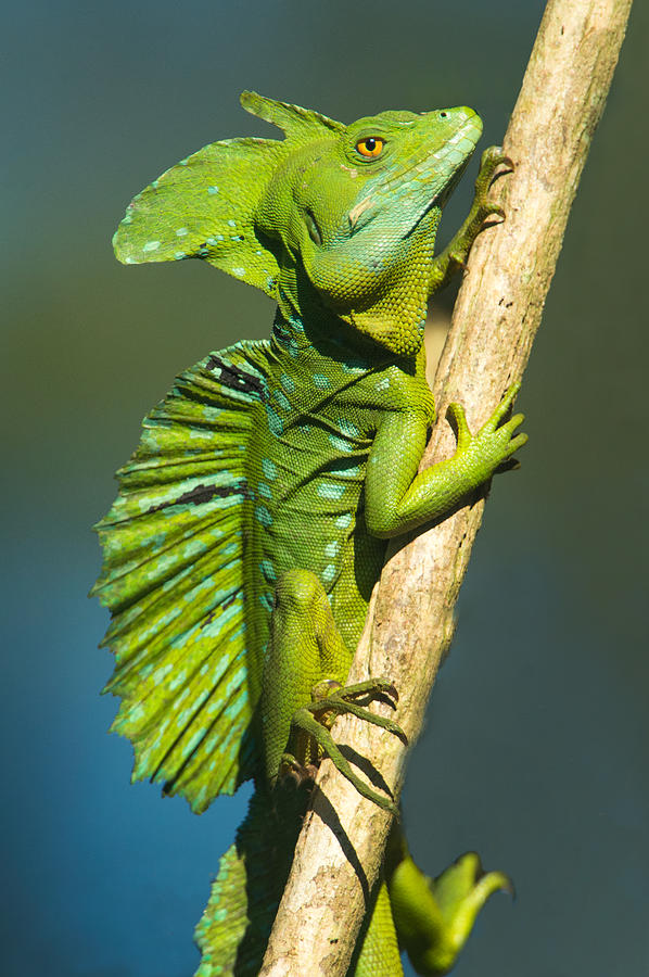 Plumed Basilisk Basiliscus Plumifrons Photograph By Panoramic Images ...