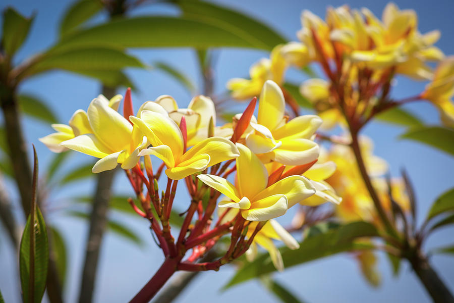 Plumeria Frangipani Hawaiian Flower  #3 Photograph by Rich Franco