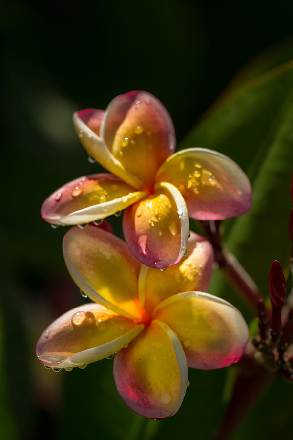 Plumeria  #3 Photograph by Roger Mullenhour