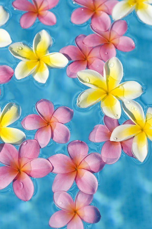 Plumerias Floating #3 Photograph by Ron Dahlquist - Printscapes
