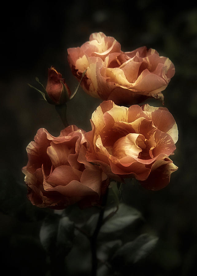 3 plus 1 Romantic Roses Photograph by Richard Cummings