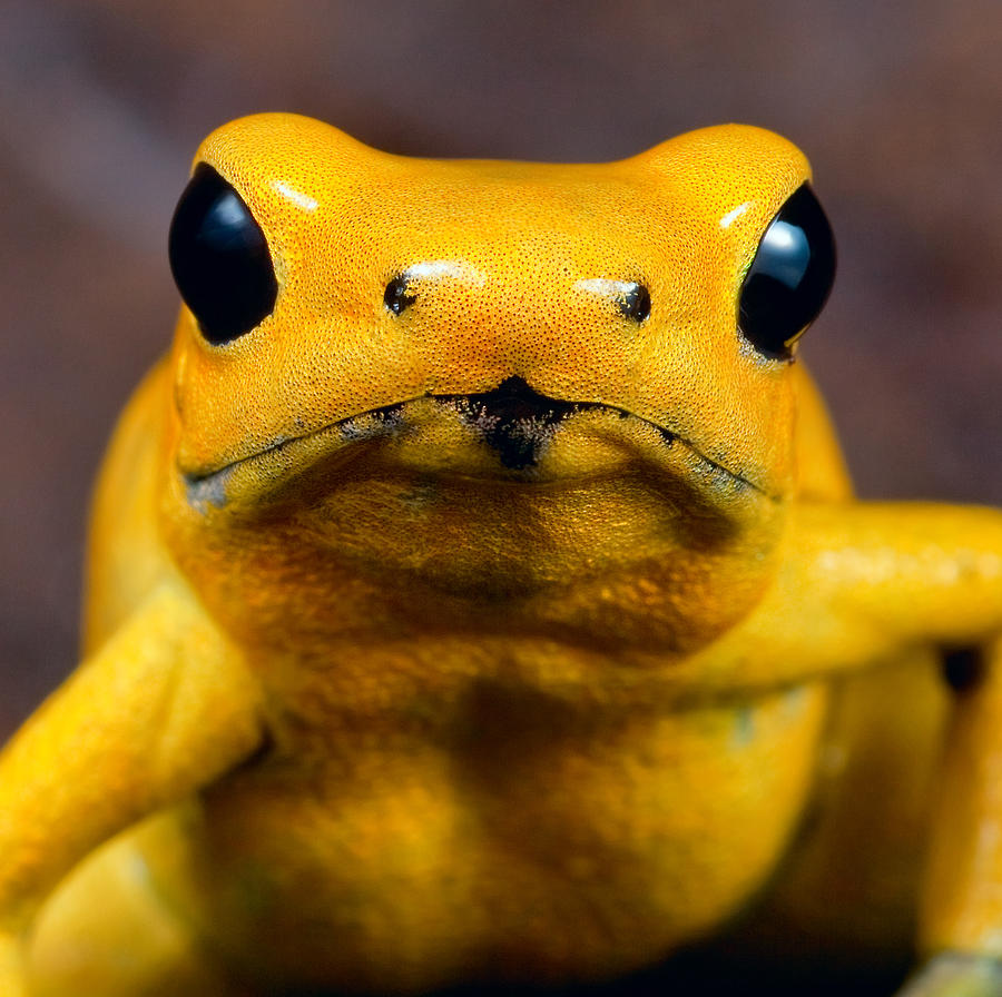 Poison dart frog #3 Photograph by Dirk Ercken