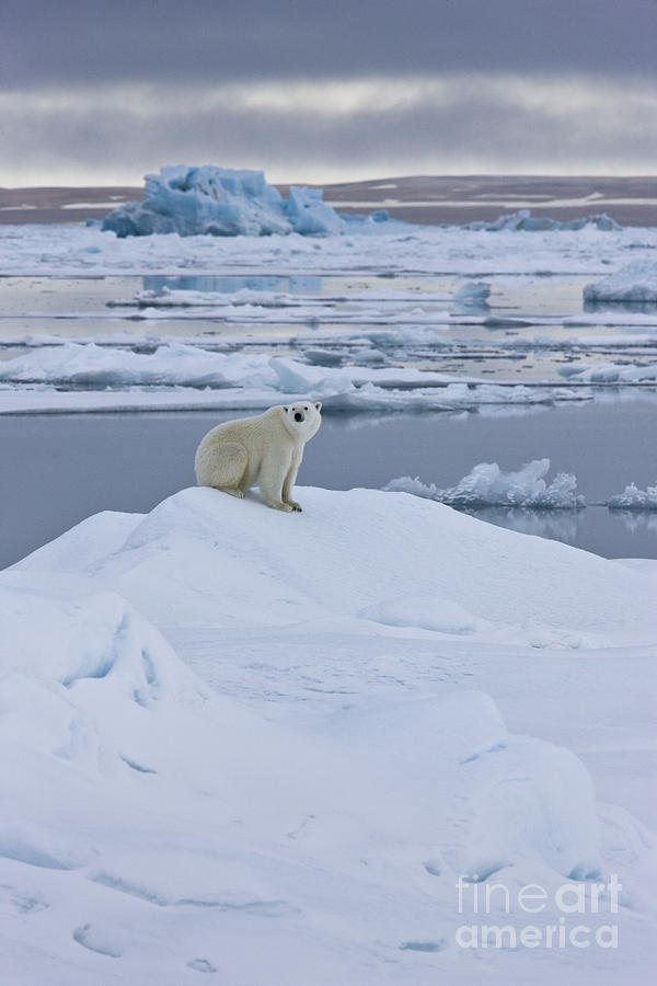 Polar Bear In Svalbard #3 Photograph by Jean-Louis Klein & Marie-Luce Hubert