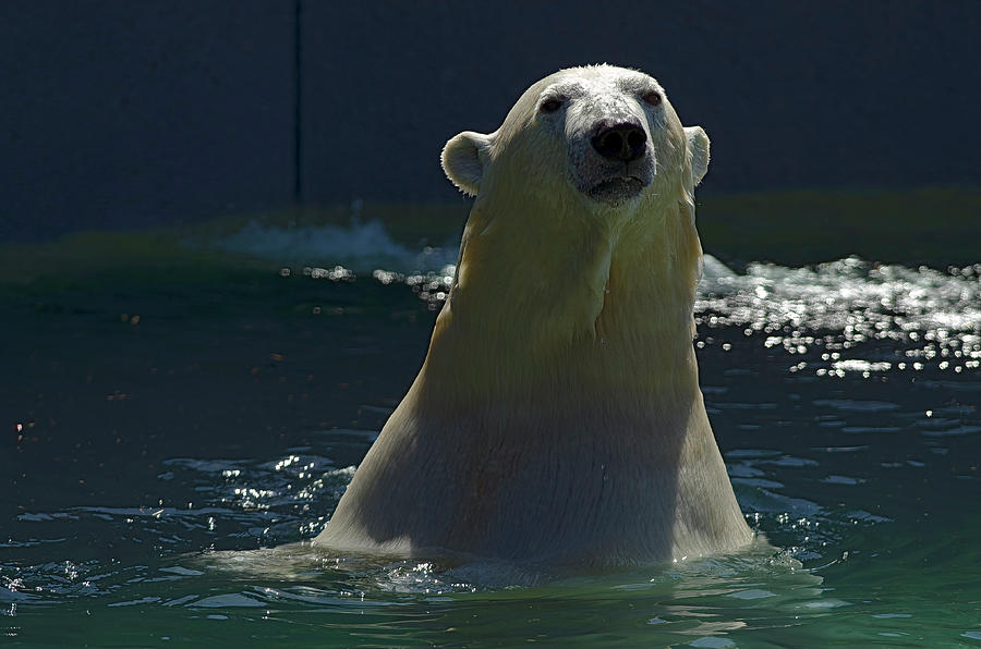 Polar Bear #1 Photograph by JT Lewis