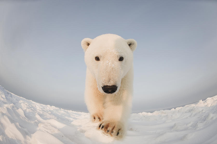 Polar Bear  Ursus Maritimus , Curious #3 Photograph by Steven Kazlowski
