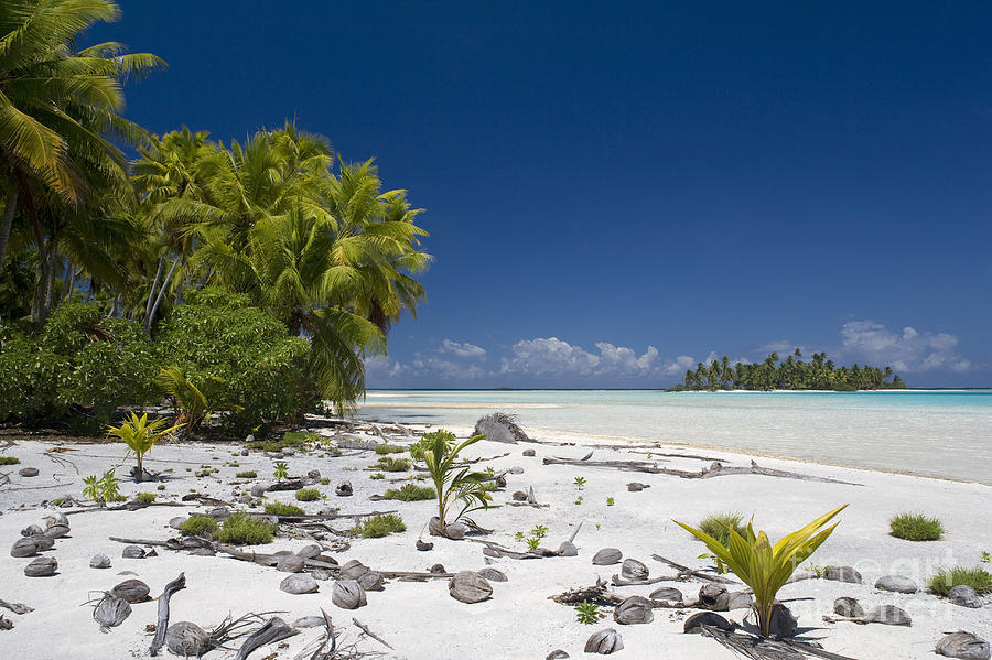 Polynesian Beach With Palms #3 Photograph by Jean-Louis Klein & Marie-Luce Hubert