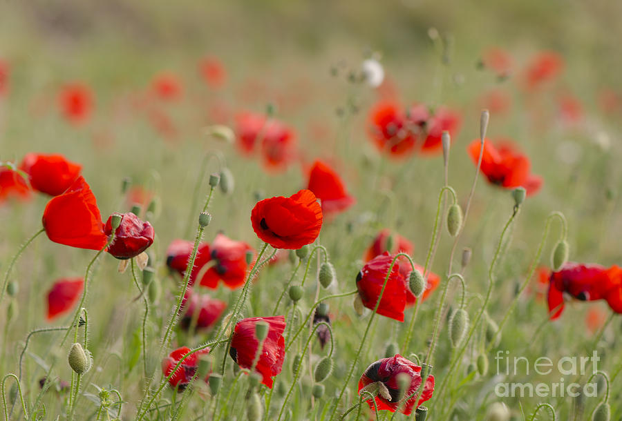 Poppies in field in spring #3 Photograph by Perry Van Munster