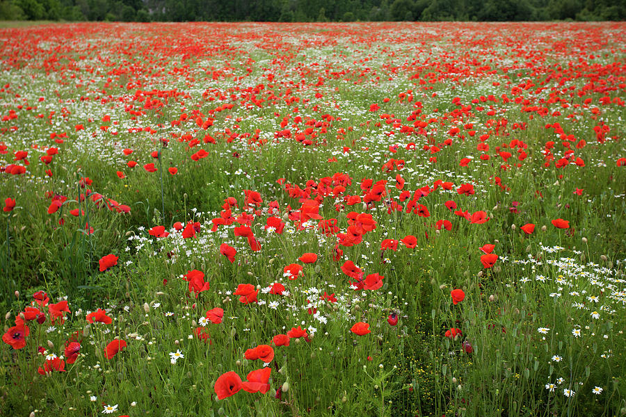 Poppy Fields Of Saaremaa Photograph