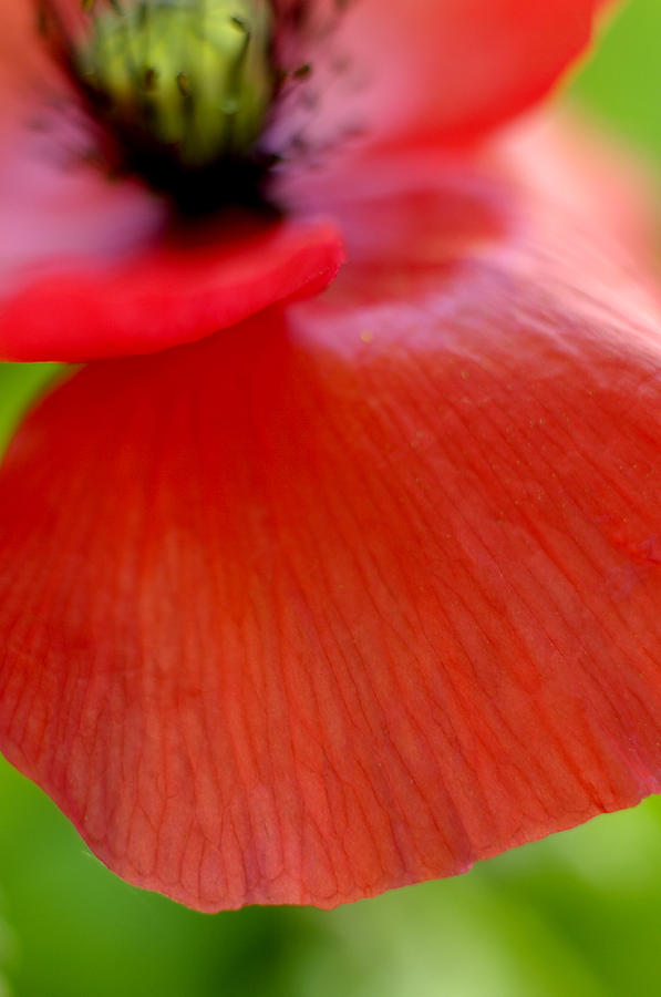 Poppy Photograph - Poppy #3 by Silke Magino