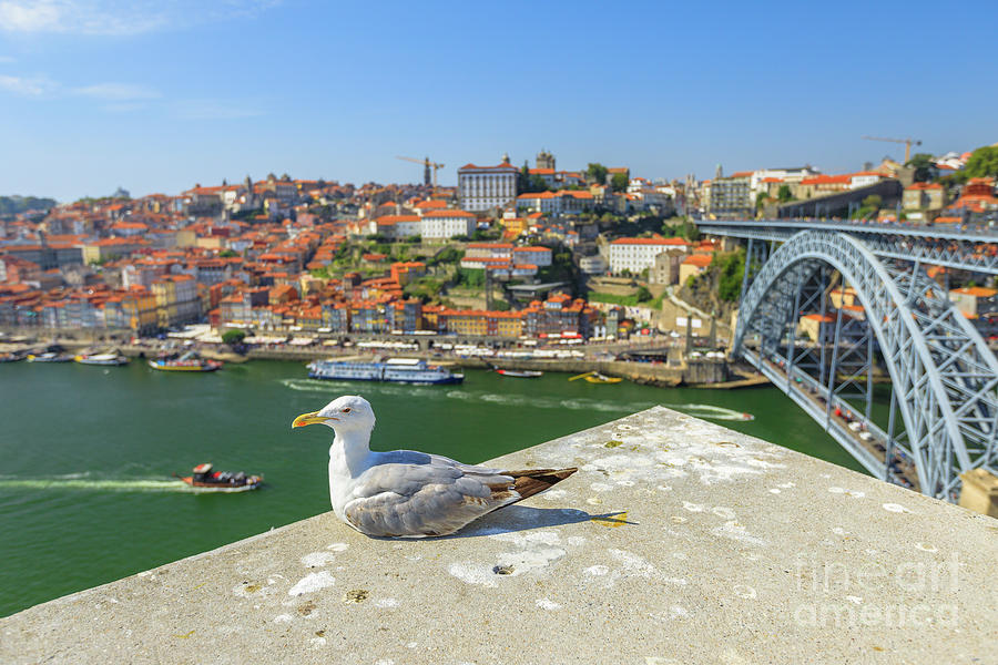 Porto skyline seagull #3 Photograph by Benny Marty