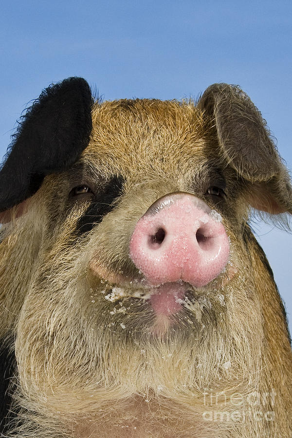 Pig Photograph - Portrait Of A Boar #3 by Jean-Louis Klein & Marie-Luce Hubert