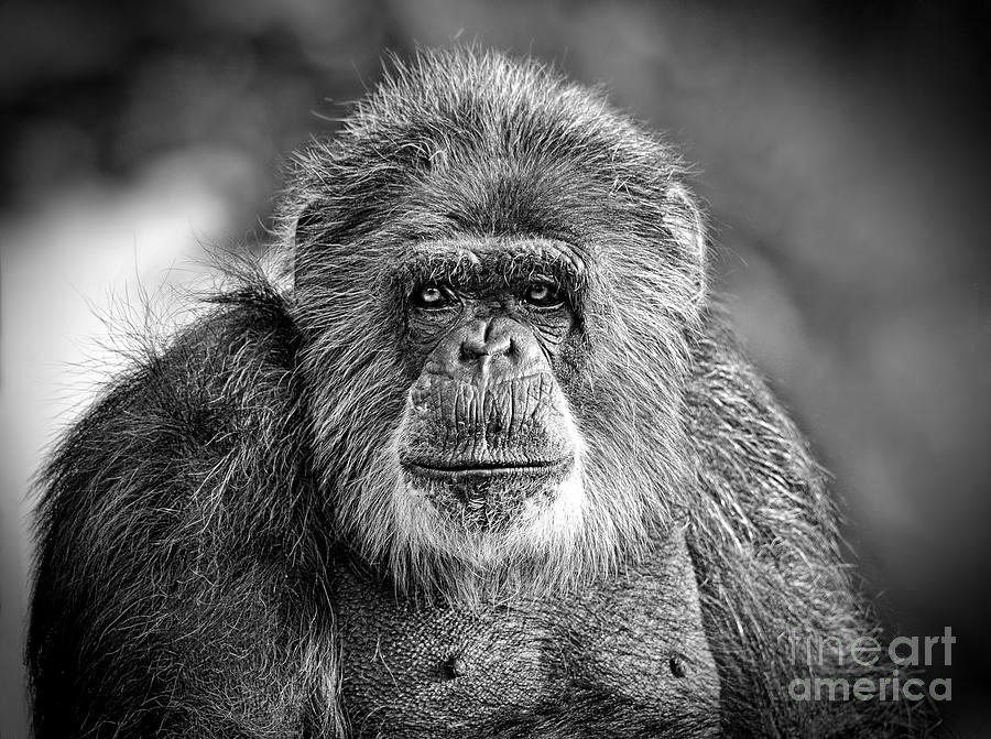 Nature Photograph - Portrait of an Elderly Chimp #3 by Jim Fitzpatrick