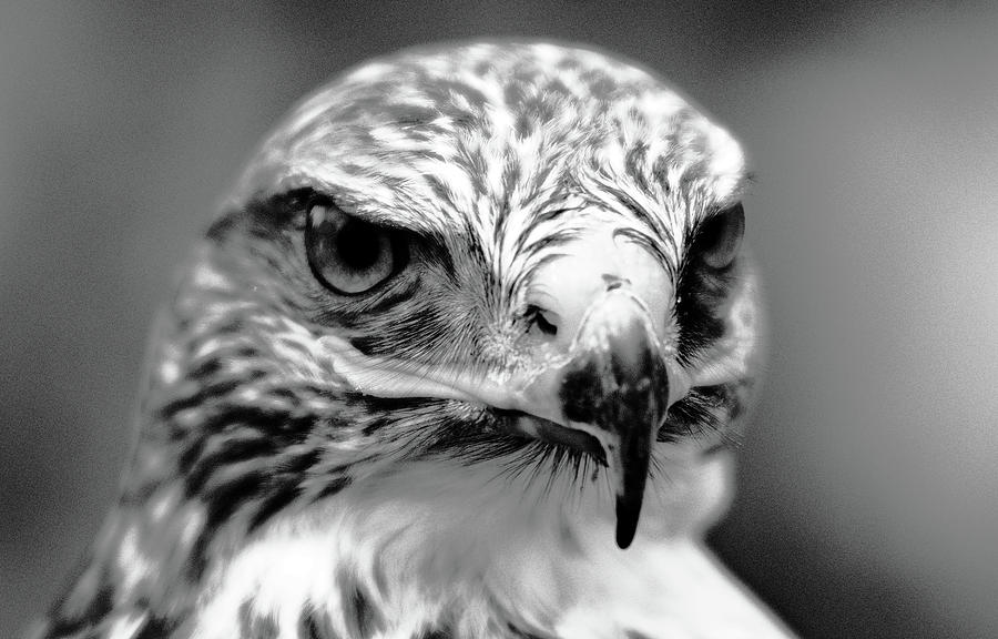 Portrait Photograph - Portrait of Bird of Prey  #3 by Cliff Norton