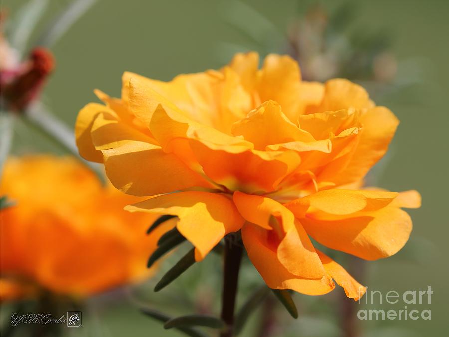 Portulaca in Sundial Golden Orange #2 Photograph by J McCombie