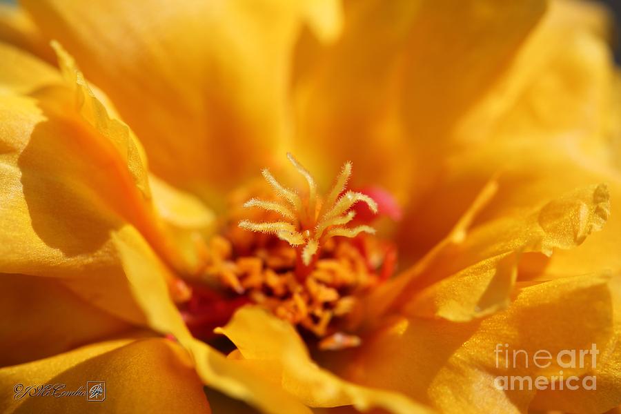 Portulaca named Sundial Gold #5 Photograph by J McCombie