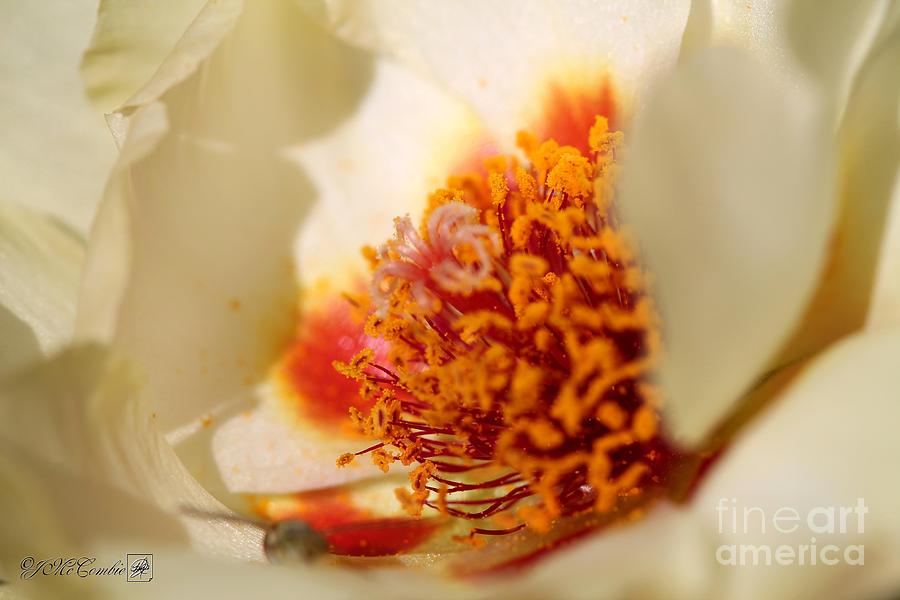 Portulaca named Sundial Yellow Photograph by J