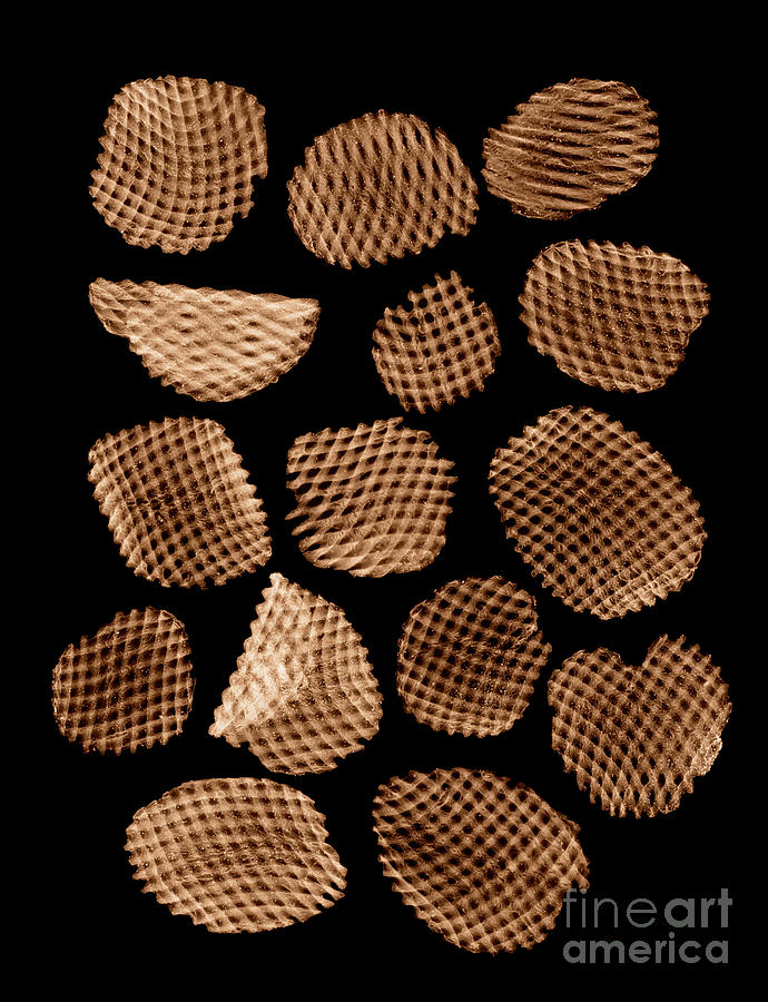 Potato Chips, X-ray #3 Photograph by Ted Kinsman