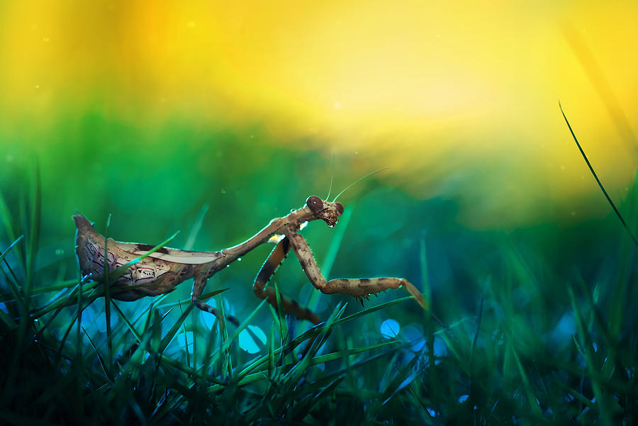 Sunset Digital Art - Praying Mantis #3 by Maye Loeser
