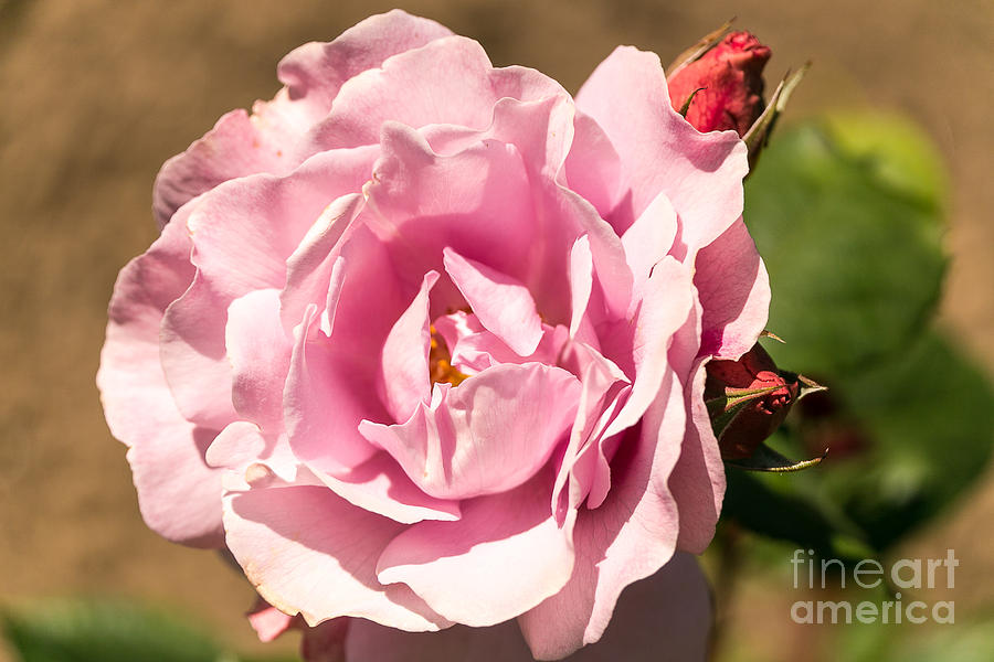 Pretty In Pink Photograph By Beverly Tabet Fine Art America