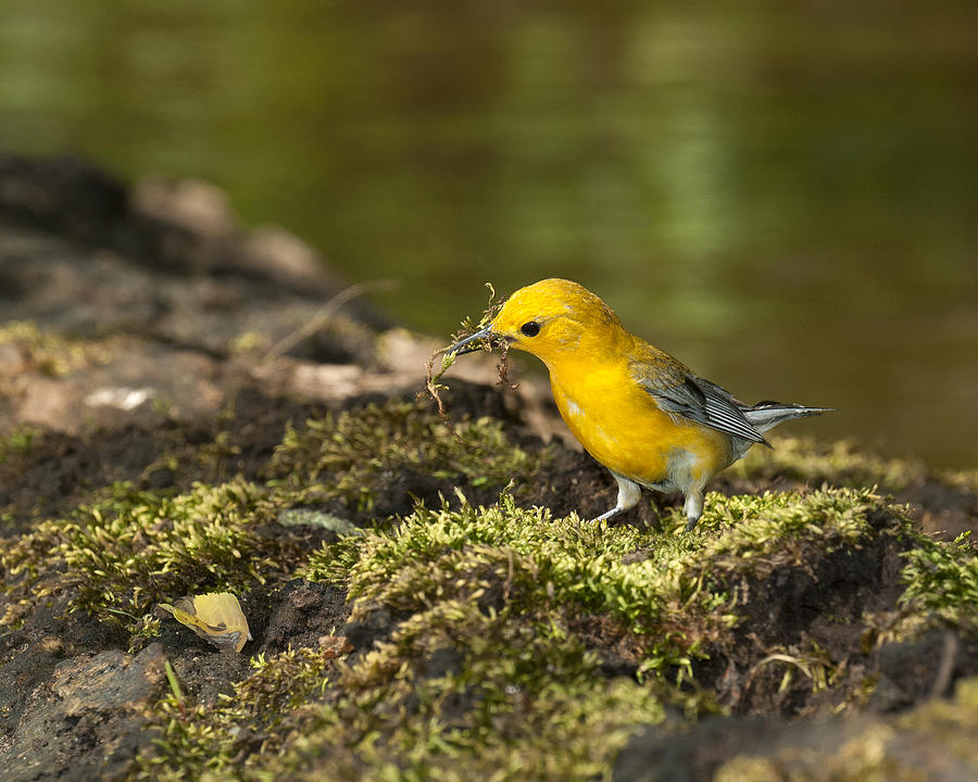 Prothonotary Warbler #3 Photograph by Eric Abernethy