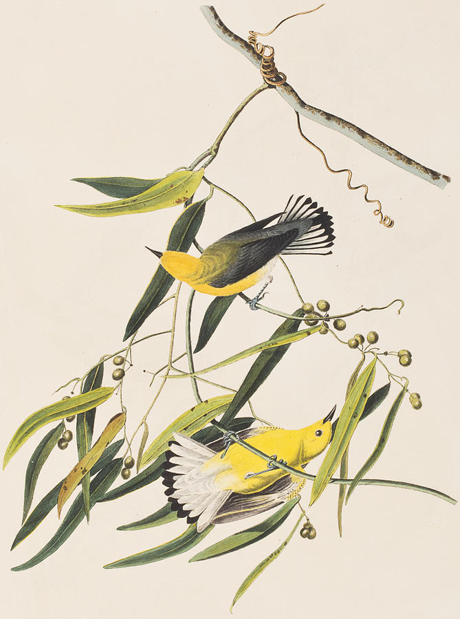 John James Audubon Painting - Prothonotary Warbler by John James Audubon