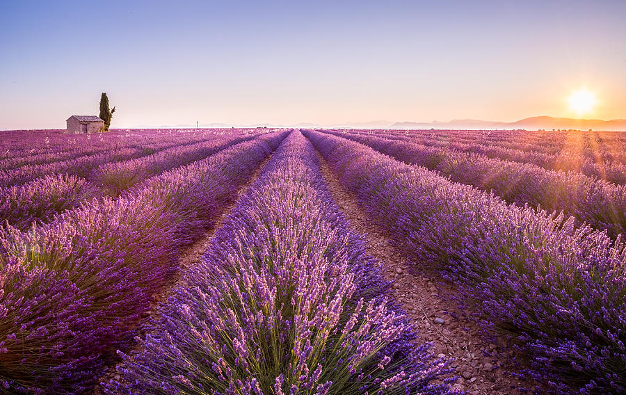 Provence #4 Photograph by Stefano Termanini